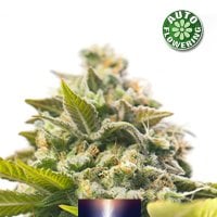 Dutch  Power  Auto  Flowering  Cannabis  Seeds 0