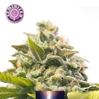 Dutch  Power  Feminised  Cannabis  Seeds 0