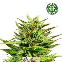 Dwarf  Auto  Flowering  Cannabis  Seeds 0