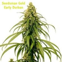 Early  Durban  Regular  Cannabis  Seeds