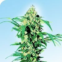 Early  Girl  Regular  Cannabis  Seeds