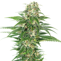 Early  Skunk  Auto  Flowering  Cannabis  Seeds 0