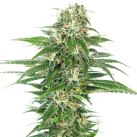 Early  Skunk  Auto  Flowering  Cannabis  Seeds 0