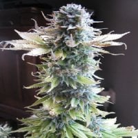 Early  Skunk  Feminised  Cannabis  Seeds