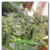 Easy  Sativa  Feminised  Cannabis  Seeds