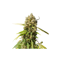 Elephant  Auto  Flowering  Cannabis  Seeds