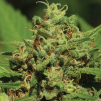 Emerald  Fire  O G  Auto  Flowering  Cannabis  Seeds 0