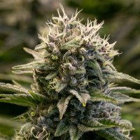 F A T  Monkey  Auto  Flowering  Cannabis  Seeds 0