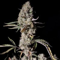 Pick And Mix Cannabis Seeds | Cannabis Seeds | Marijuana Seeds