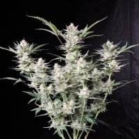 Pick And Mix Cannabis Seeds | Cannabis Seeds | Marijuana Seeds