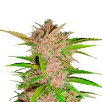 Fastberry  Autoflowering  Feminised  Cannabis  Seeds