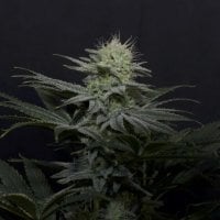 Fastbuds 20 Cannabis  Seeds 20  20 G G4 20 Sherbet 20 Fast 20 Flowering 20 Feminised 20 Cannabis  Seeds