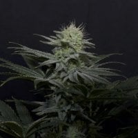 Fastbuds 20 Cannabis  Seeds 20  20 G G4 20 Sherbet 20 Fast 20 Flowering 20 Feminised 20 Cannabis  Seeds