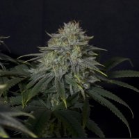 Fastbuds 20 Cannabis  Seeds 20  20 Gorilla 20 Cookies 20 Fast 20 Flowering 20 Feminised 20 Cannabis  Seeds