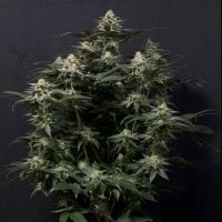 Fastbuds 20 Cannabis  Seeds 20  20 Purple 20 Lemonade 20 Fastflowering 20 Feminised 20 Cannabis  Seeds