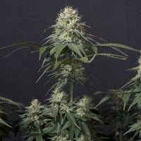 Fastbuds 20 Cannabis  Seeds 20  20 Tropicana 20 Cookies 20 F F 20 Feminised 20 Cannabis  Seeds