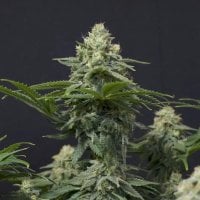 Fastbuds 20 Cannabis  Seeds 20  20 Wedding 20 Cheesecake 20 F F 20 Feminised 20 Cannabis  Seeds