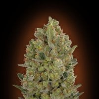 Female  Collection  233  Feminised  Cannabis  Seeds