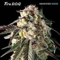 Fire  Dog  Feminised  Cannabis  Seeds 0