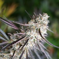 Florida  Gaspack  Feminised  Cannabis  Seeds