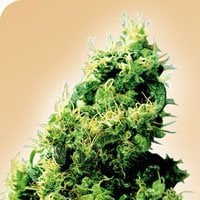 Four  Way  Regular  Cannabis  Seeds