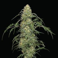 Freakshow  Regular  Cannabis  Seeds