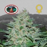 Freeze  Cheese 89  Feminised  Cannabis  Seeds 0