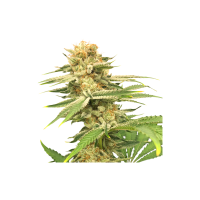 Friesland  Regular  Cannabis  Seeds 0