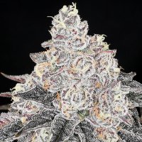 Frozen  Black  Cherry  Feminised  Cannabis  Seeds 0