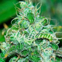 Fruity  Chronic  Juice  Feminised  Cannabis  Seeds 0