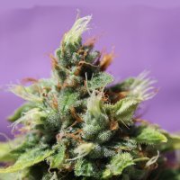 Future  Auto  Flowering  Cannabis  Seeds 0