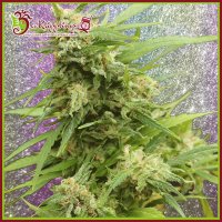 G H A  Turbo  Diesel  Auto  Flowering  Cannabis  Seeds 0