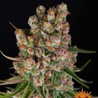 G M O  Auto  Flowering  Cannabis  Seeds 0