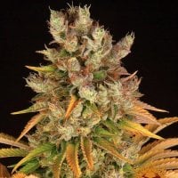 G M O  Feminised  Cannabis  Seeds 0