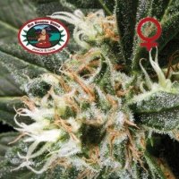 G  Bomb  Feminised  Cannabis  Seeds 0