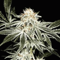 Gardeners  Choice  Regular  Cannabis  Seeds 0