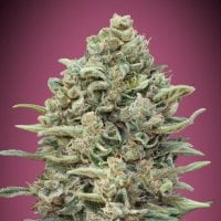 Gelato 33  F A S T  Feminised  Cannabis  Seeds