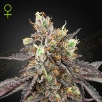 Gelato 41  X  Gelato 41  Auto  Flowering  Cannabis  Seeds