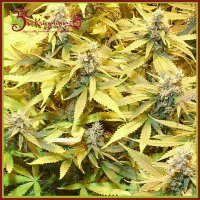 Gelato  Cookie  D Ohope  Aka  G G G3  Auto  Flowering  Cannabis  Seeds 0