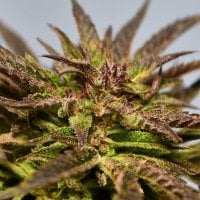 Gelato  Feminised  Cannabis  Seeds 1