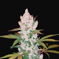 Girl  Scout  Cookies  Auto  Feminised  Cannabis  Seeds