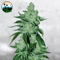 Girl  Scout  Cookies  Auto  Flowering  Cannabis  Seeds