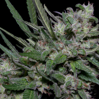 Girl  Scout  Cookies  Feminised  Cannabis  Seeds