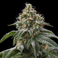 Girl  Scout  Cookies  Feminised  Cannabis  Seeds 1