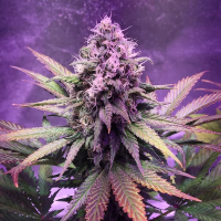 Glue  Dream  Feminised  Cannabis  Seeds 0