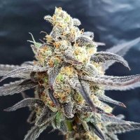 Godberry 20 Feminised 20 Cannabis  Seeds