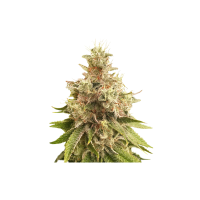 Golden  Apple  Haze  Regular  Cannabis  Seeds 0
