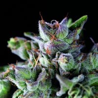 Gorila  U S A  R A N G E  Feminised  Cannabis  Seeds 0