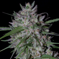 Gorilla  Cookies  Auto  Flowering  Cannabis  Seeds 1
