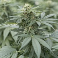 Gorilla  Glue 4  Feminised  Cannabis  Seeds 0